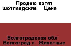 Продаю котят шотландские  › Цена ­ 2 000 - Волгоградская обл., Волгоград г. Животные и растения » Кошки   . Волгоградская обл.,Волгоград г.